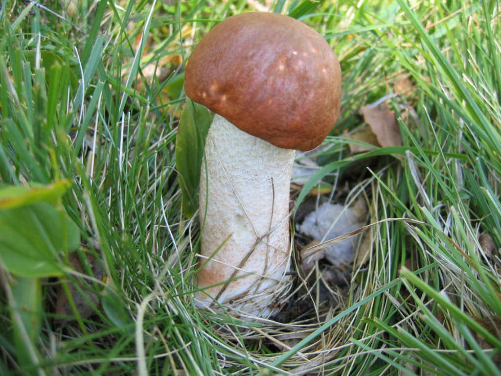 2005 :  Un anno di funghi